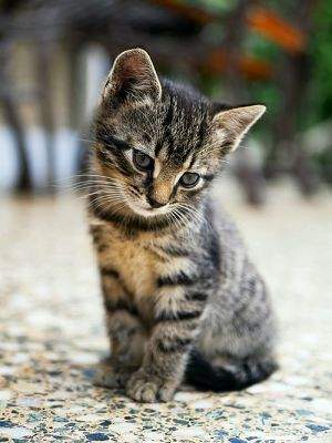 Un gato **es** un felino : Un chat est un félin