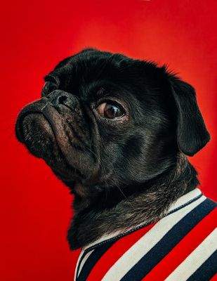 **Este perro** : Ce chien (très proche)
