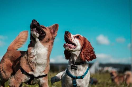 **Estos perros** : Ces chiens (très proches)