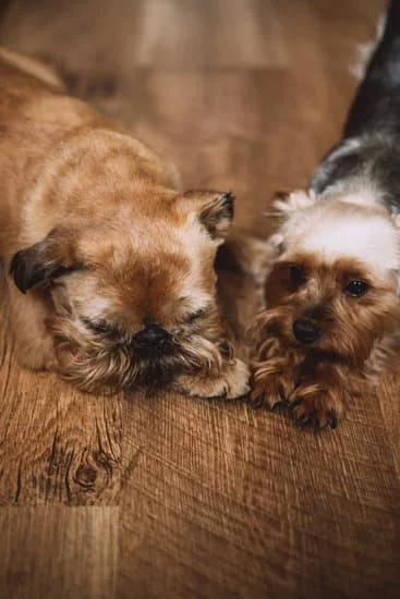 **Esos perros** : Ces chiens (position intermédiaire)