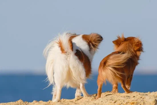 **Aquellos perros** : Ces chiens (là-bas, éloignés)