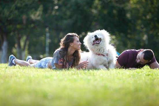 Nos **gustan** los perros : Nous aimons  les chiens