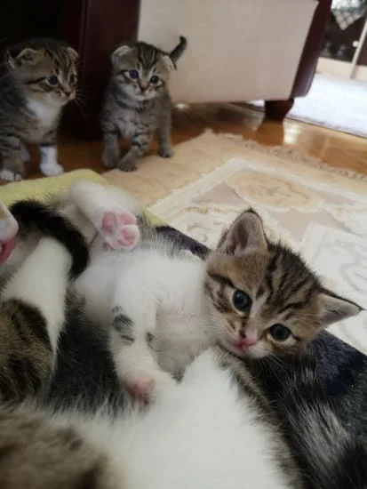 Menor : Plus petit