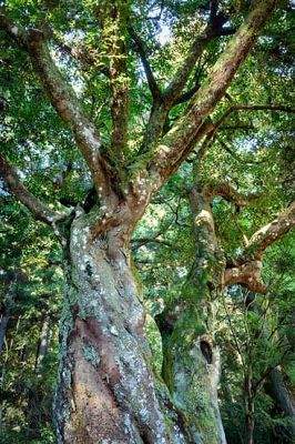 Es un árbol altísimo : C'est un arbre très grand