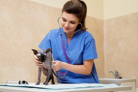 No quiero ser médico como tú, prefiero hacerme veterinario : Je ne veux pas être médecin comme toi, je préfère devenir vétérinaire