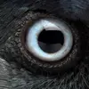 Il a les yeux **bleus clairs**.