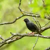 L'Étourneau sansonnet est un peu **plus petit** que le **Merle noir**.