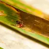 Il mange majoritairement des **fourmis**.