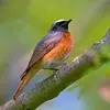 Le chant du Rouge-queue à front blanc est un **trille grinçant** sans bruit de papier froissé.