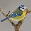 On reconnaît tout de suite la Mésange bleue à ses couleurs **jaunes et bleues**.