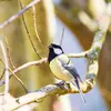 La Mésange charbonnière produit des **chants simples**, en **2 ou 3 notes** qui se répètent comme par exemple **« titu titu»**..