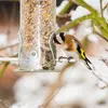 En **hiver**, il viendra à la **mangeoire**, attiré par les graines.