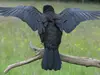 Quand elle quitte le nid, un **Faucon crécerelle** ou un **hibou moyen-duc** pourrait venir l'occuper.