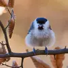 Elle **aime** surtout les **forêts de feuillus** (chênes, hêtres, bouleaux).