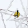 C’est l’un des oiseaux les plus **précoces** : dès janvier elle protège son territoire choisi pour la reproduction et son nid sera prêt dès le mois de mars.