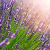 Elle incorpore parfois des **herbes odorantes** comme la **lavande** ou la **menthe** qui empêchent le développement de bactéries, champignons et virus.