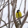 Son **ventre** est **jaune** avec une ligne médiane noire, comme une **"cravate noire"**.
