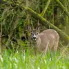 **En forêt**, il profite des **insectes dérangés** par les faisans, les cerfs et les sangliers.