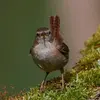 Quand il est excité, il **tressaille**.