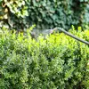 La **disparition des haies, vergers** et l'emploi de **pesticides** réduisent ses zones de ressources alimentaires.