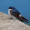 Pendant les longues périodes de mauvais temps, sans insecte volant, elle se met dans un **état léthargique** pour économiser son énergie.