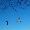 Par beau temps, on peut la voir **chasser** en plein vol, **haut dans le ciel**...