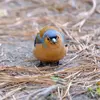 Ils sont **craintifs** et préfèrent se tenir à côté des autres oiseaux pour pouvoir fuir en cas de danger.