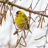 Il a une calotte et un menton **noirs** et des joues **jaunes** avec des **nuances verdâtres**. 