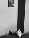 Certaines villes interdisent de nourrir les pigeons en ville car cela entraîne leur **surpopulation et des maladies**...
