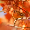 En **automne et hiver**, il rejoint souvent des **mésanges**.