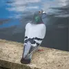 Le pigeon biset a  le corps **gris** avec **2 bandes alaires foncées** et le bout de la queue **noir**.