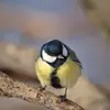 Sa **tête** est **noire** (d’où son nom **charbonnière**) avec des **joues blanches**.