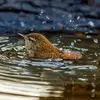Il s'installe souvent **à proximité de l'eau**.