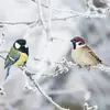 La Mésange charbonnière est l'une des plus **grandes** mésanges, elle est de la taille d’un **moineau**.