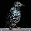 À l'automne, son plumage est **sombre moucheté clair** (en raison de l'usure des pointes des plumes).