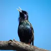Il est parfois imité par **l'Étourneau sansonnet**.