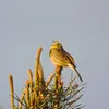 Il se compose d'une **série de notes brèves identiques** se terminant par une **note trainante**. **"tsi-tsi-tsi-tsi-tsih dih douh"**.