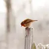 La plupart des **vieux mâles** restent au **même endroit toute l'année**, même en hiver.