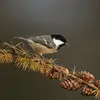 Grâce à son **bec fin**, elle cherche des insectes, araignées et graines dans les **cônes et aiguilles**   en haut des branches des conifères ou dans ce qui est tombé au sol.