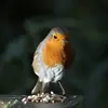 Plus un oiseau a de **grands yeux** par rapport à son corps et mieux il **s'adapte à l'obscurité**.