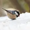 Elle est beaucoup plus petite que la Mésange charbonnière.