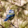 Les Mésanges chantent **en hauteur**, perchées dans un arbre et souvent cachées. 