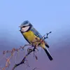 Le trille d'un chant d'oiseau est une **succession rapide et prolongée de 2 notes**. Ce nom vient de l'italien "trillo" qui veut dire **"tremblement"**.