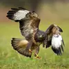 Elle se nourrit de **petits rongeurs, oiseaux, reptiles, insectes**