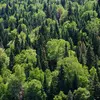 Elle fréquente aussi les **forêts mixtes** (ensemble d'arbres feuillus et de conifères)
