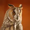 Ses yeux sont **orangés**.