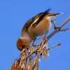 Le Grosbec casse-noyaux se nourrit des **semences d'arbres** (érable, charme, hêtre), de **bourgeons et de noyaux**.
