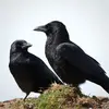 En période de reproduction, le couple **défend son territoire** contre d'autres corneilles ou d'autres espèces, comme des rapaces ou pies.