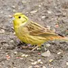 Le Bruant jaune mange principalement des **graines**.