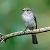 Sa tête est **rayée de gris foncé**.